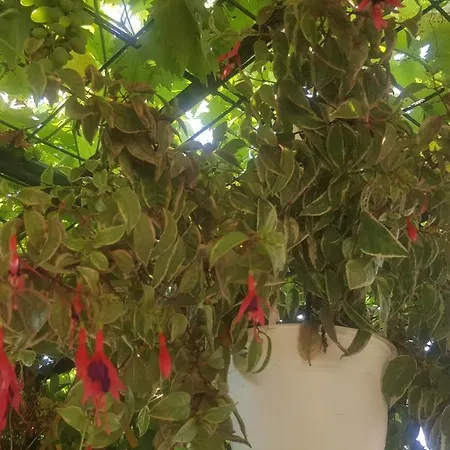 بيت للعطل Holiday Mermina Misevici